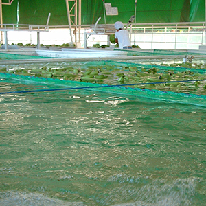 バナナの洗浄水をリサイクル